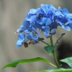 a blue flower with a bee on it