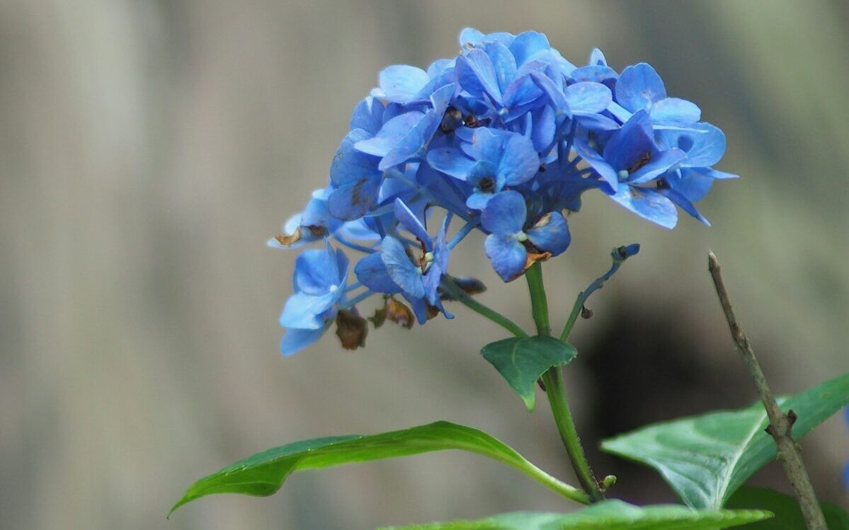 a blue flower with a bee on it